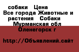 собаки › Цена ­ 2 500 - Все города Животные и растения » Собаки   . Мурманская обл.,Оленегорск г.